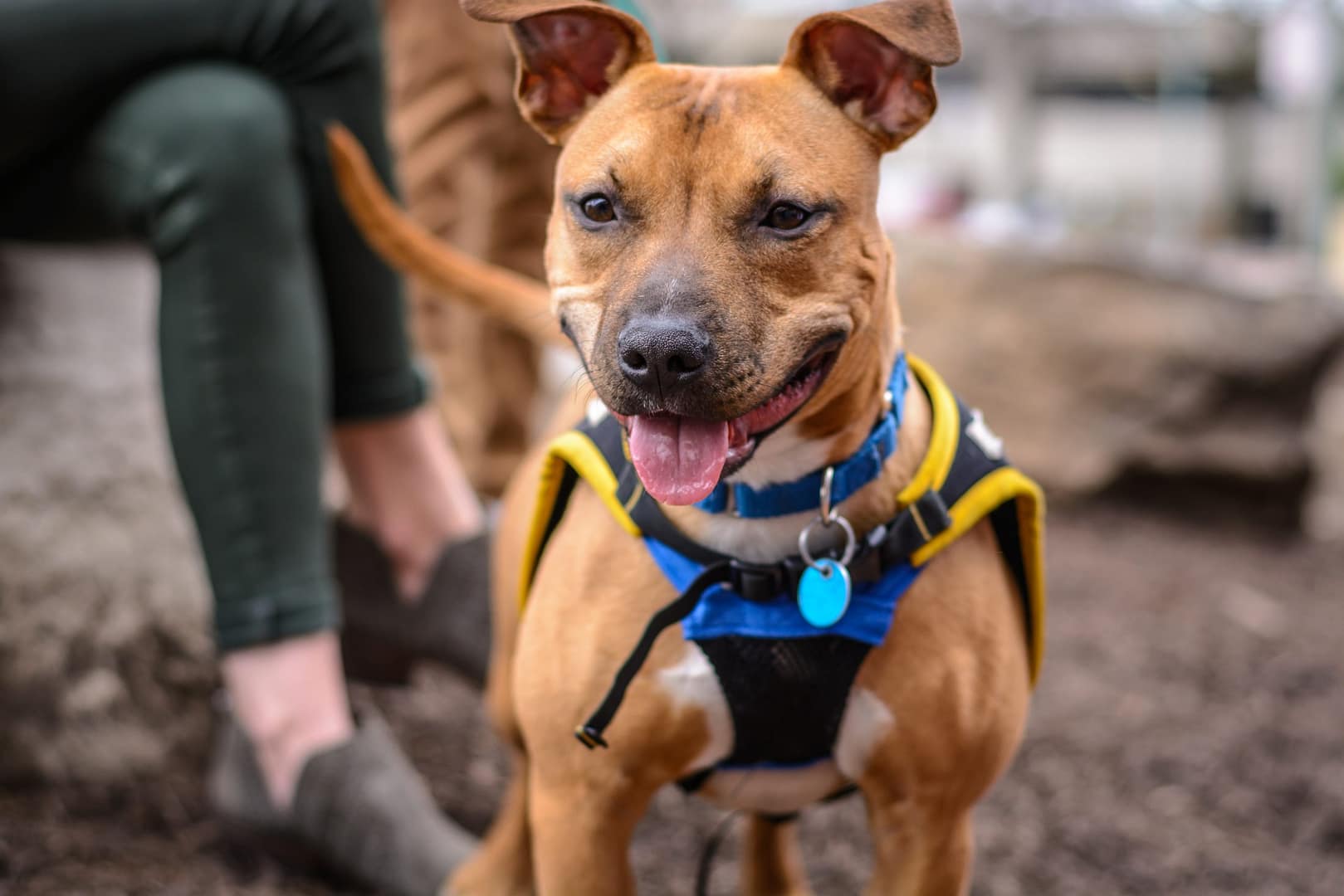 A dog with a training harness standing next to his owner with a leash.